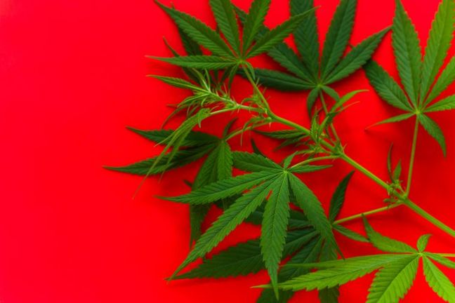 Nevada Employees Can Sue to Use Medical Marijuana at Work