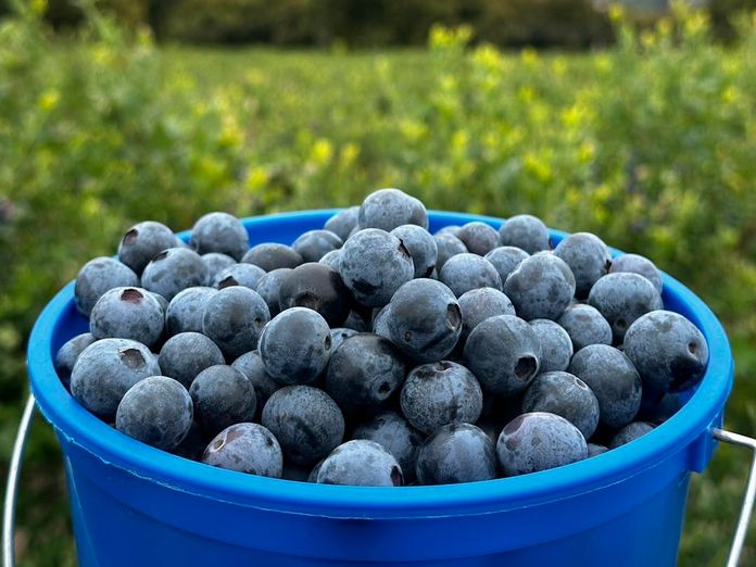 Gerry Ranch Blueberry U-Pick